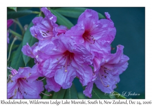 Rhododendron