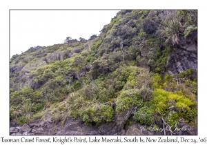 Tasman Coast Forest