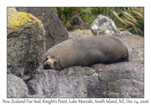 New Zealand Fur Seal
