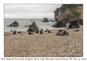 New Zealand Fur Seals