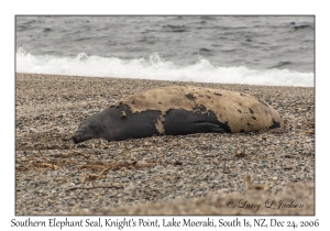 Southern Elephant Seal