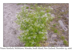 Poison Hemlock