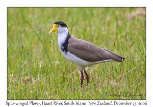 Spur-winged Plover