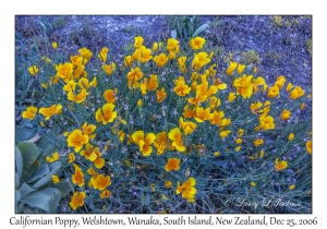 Californian Poppy