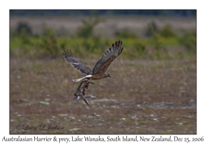 Australasian Harrier