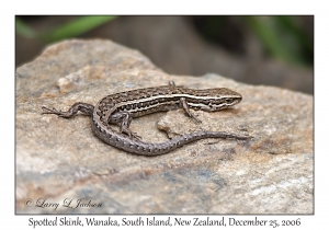 Spotted Skink