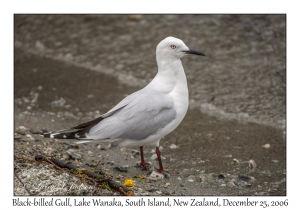 Black-billed Gull