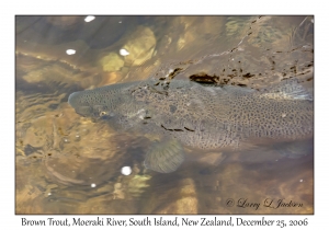 Brown Trout