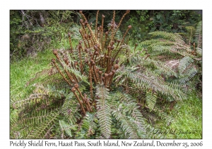 Prickly Shield Fern