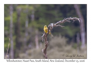 Yellowhammer