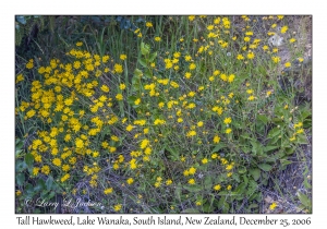 Tall Hawkweed