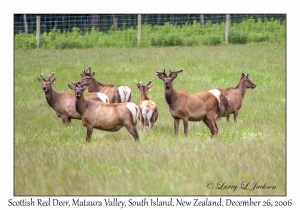 Scottish Red Deer