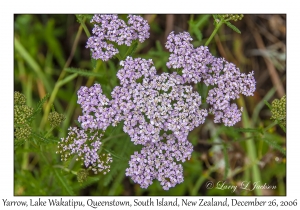 Yarrow