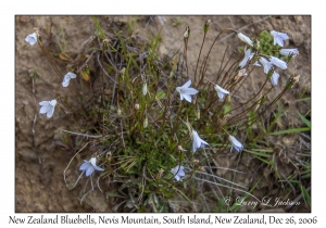 New Zealand Bluebell