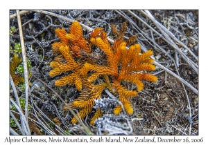 Alpine Clubmoss
