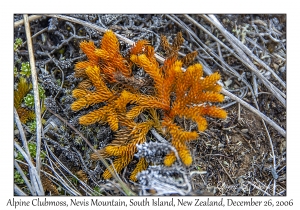 Alpine Clubmoss