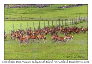 Scottish Red Deer