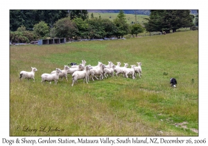 Dogs & Sheep