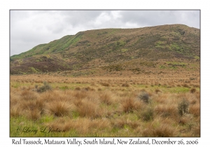 Red Tussock