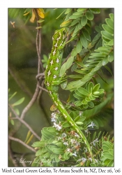 West Coast Green Gecko