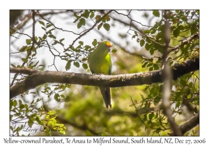 Yellow-crowned Parakeet