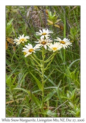 White Snow Marguerite