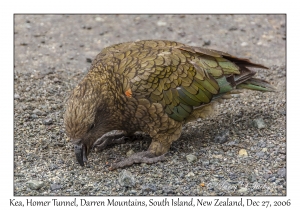 Kea