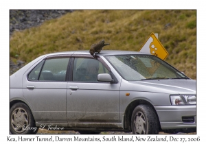 Kea