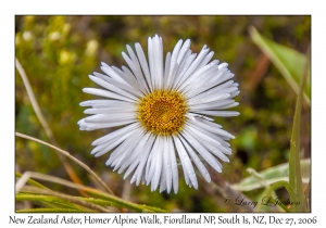 New Zealand Aster