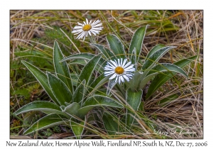 New Zealand Aster