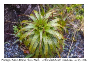 Pineapple Scrub