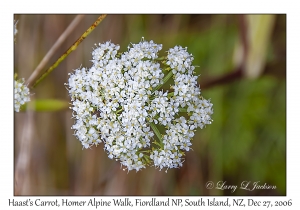 Haast's Carrot