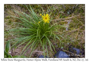 Yellow Snow Marguerite