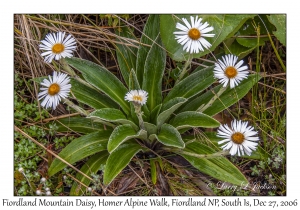 Fiordland Mountain Daisy