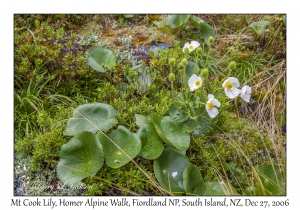 Mt Cook Lily