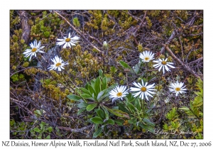 New Zealand Daisy