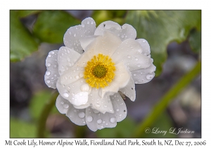 Mt Cook Lily