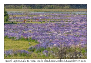 Russell Lupins