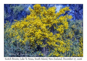 Scotch Broom