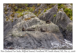 New Zealand Fur Seals