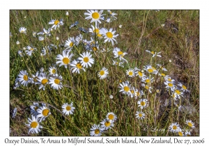 Oxeye Daisies