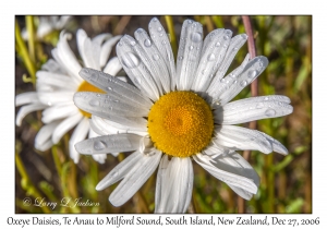 Oxeye Daisy