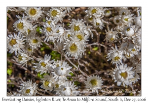 Everlasting Daisies