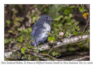 New Zealand Robin