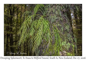 Drooping Spleenwort