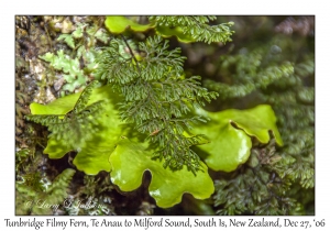 Tunbridge Filmy Fern & Lichen