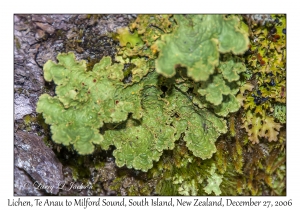 Lichen