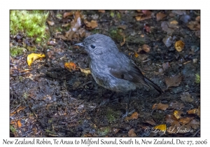 New Zealand Robin