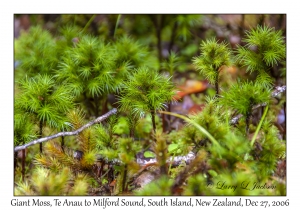 Giant Moss