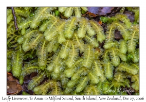 Leafy Liverwort